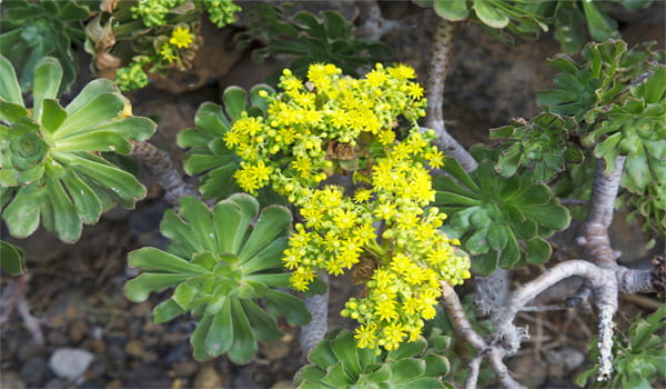 Aeonium gomerense