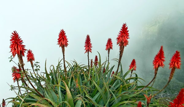 Aloe de vera flower