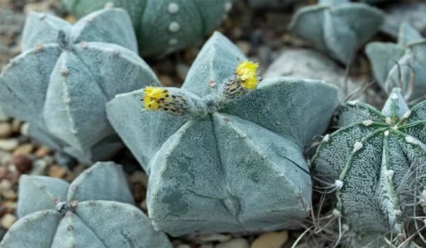 Astrophytum myriostigma 