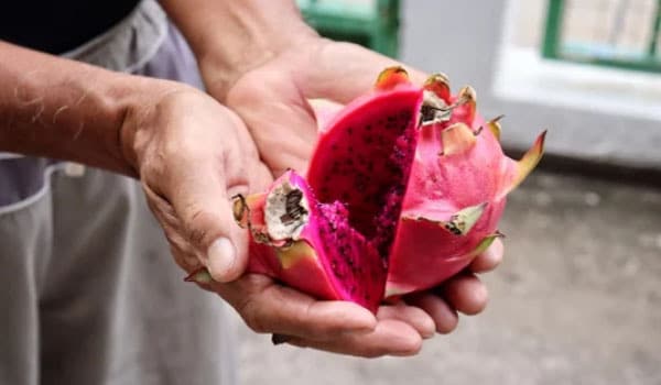 Beneficios del cactus