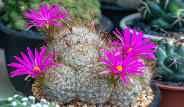 Cactus Mammillaria
