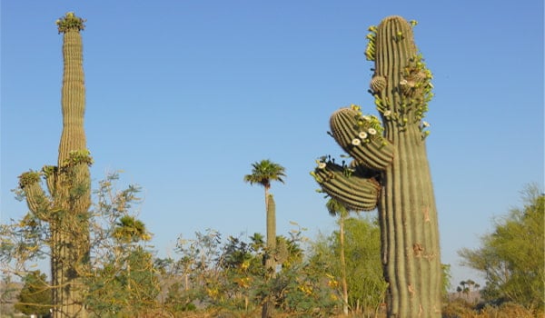 Cactus Saguaro