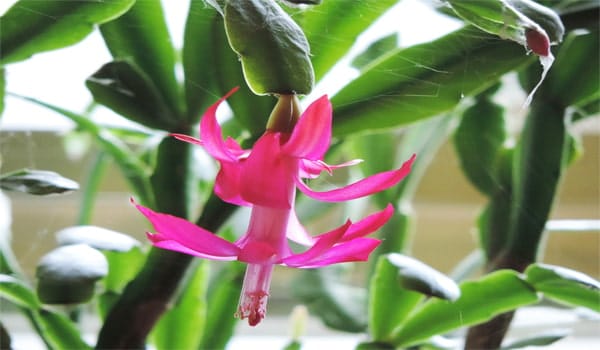 Schlumbergera x buckleyi