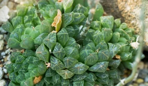 Cómo cuidar la Haworthia obtusa