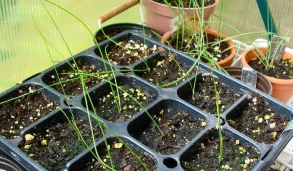 Cómo propagar la Albuca Spiralis