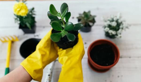 Consejos para hacer esquejes del árbol de jade