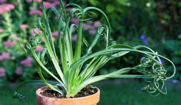 Cuidados con la suculenta Albuca Spiralis