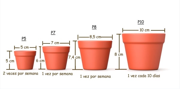 Regar nuestros cactus con respecto a las dimensiones de nuestras macetas