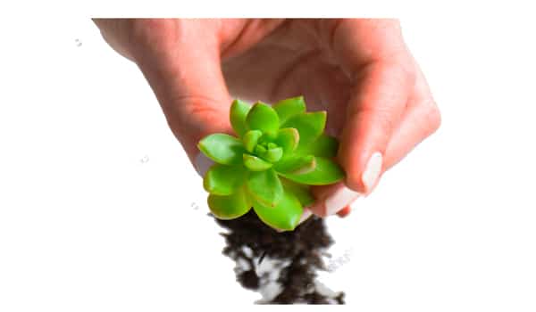Elección de los cactus y suculentas