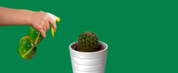 Horas recomendables para regar nuestros cactus