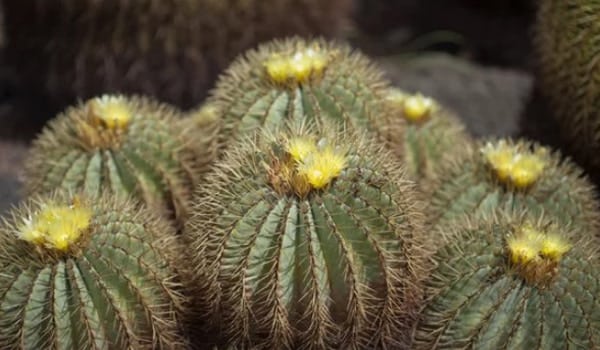 Ferocactus glaucescens o Cactus de barril