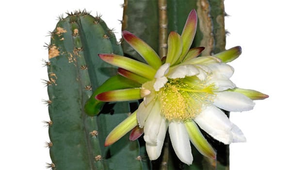 Cactus Cereus peruvianus Zona de cactus y suculentas