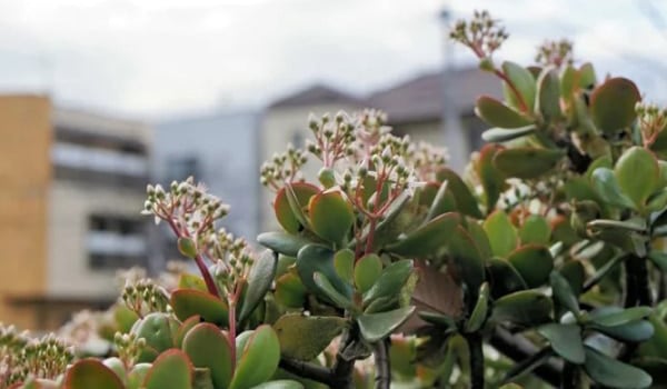 Planta de Jade: símbolo de buena suerte