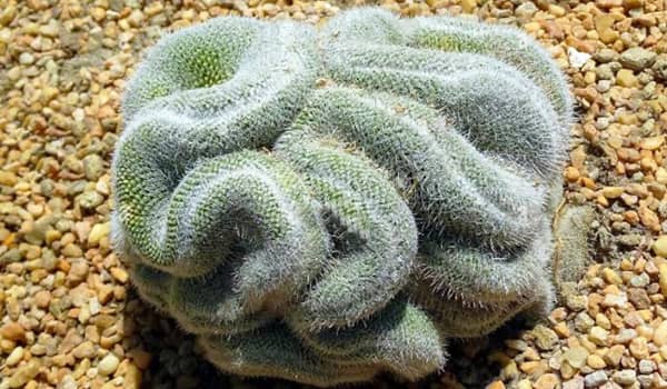 Cuidados del cactus cerebro