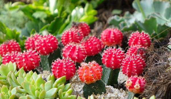 Gymnocalycium mihanovichii