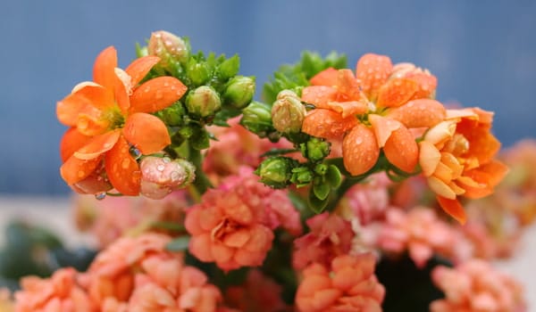 Kalanchoe blossfeldiana