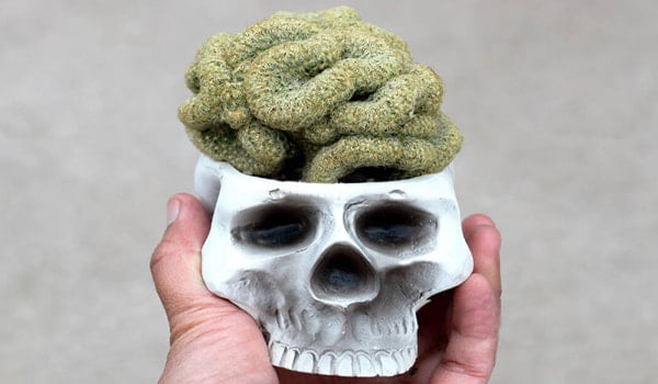 Macetas para el cactus cerebro