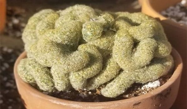 Mammillaria Elongata Cristata