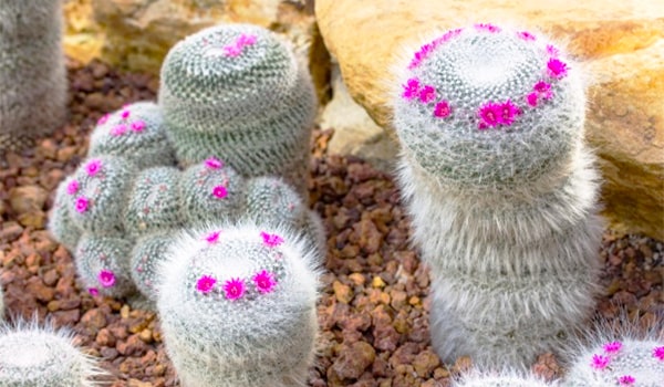 Pincushion Cactus