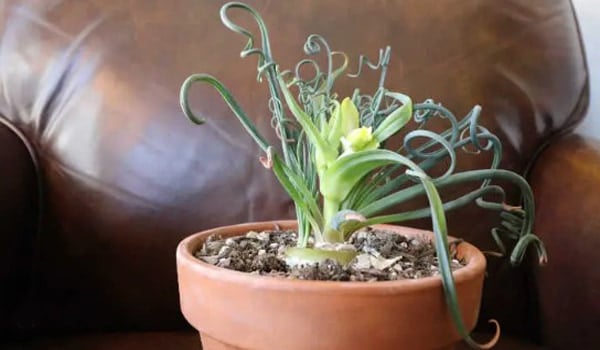 Plagas de la Albuca spiralis