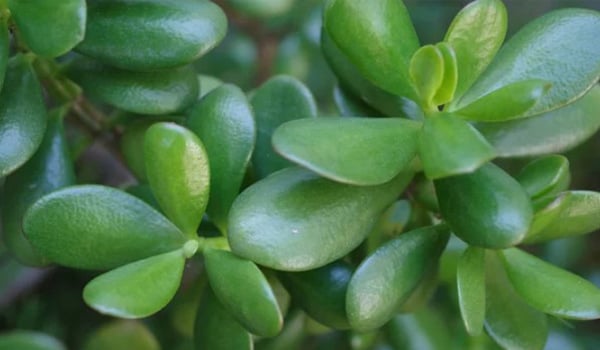 Planta de Jade: símbolo de buena suerte