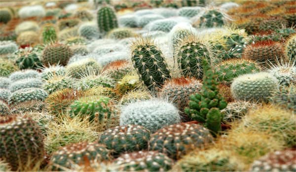 Qué es un cactus y cuáles son sus partes
