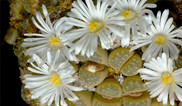 Lithops marmorata