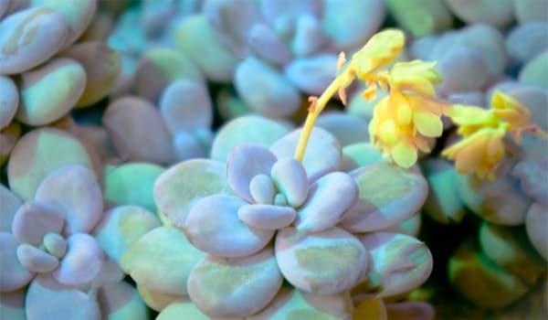 pachyphytum oviferum flower